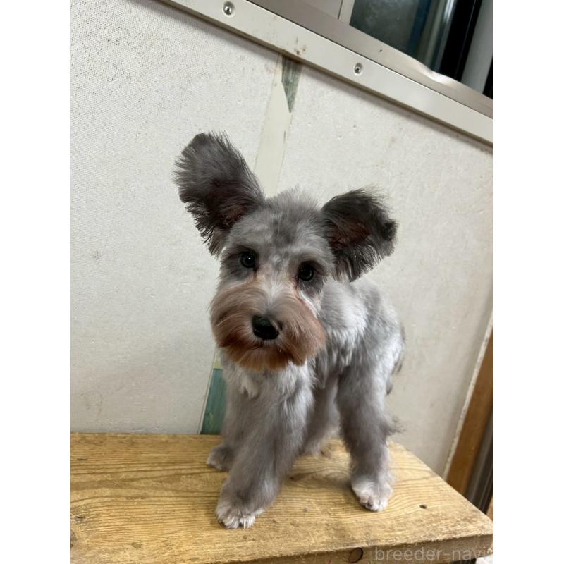 商談中の静岡県のミニチュアシュナウザー-414067の2枚目