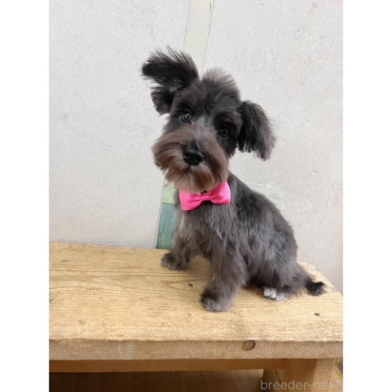 販売中の静岡県のミニチュアシュナウザー-414063の4枚目