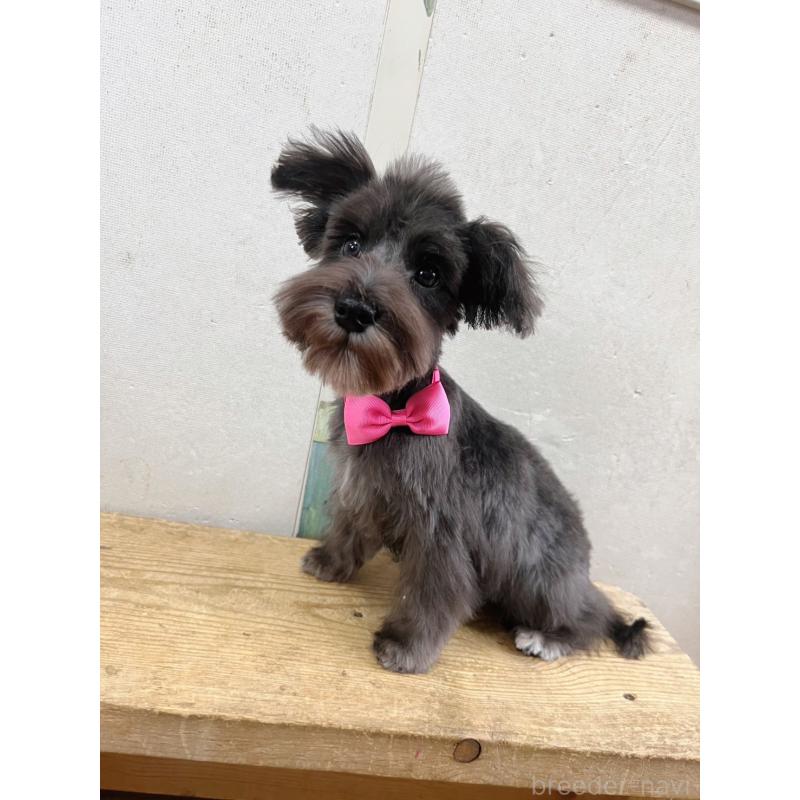 販売中の静岡県のミニチュアシュナウザー-414063の3枚目