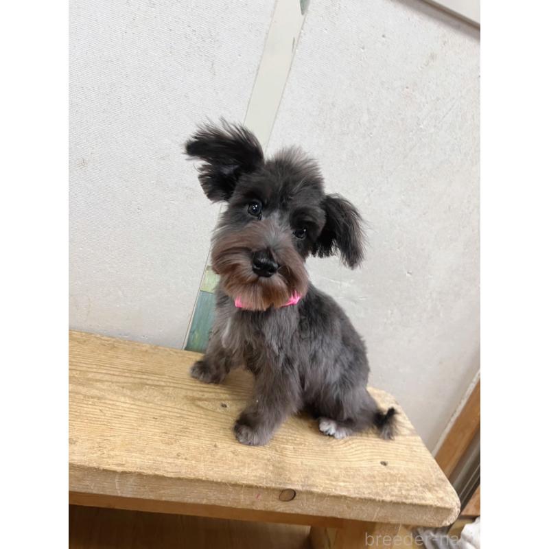 販売中の静岡県のミニチュアシュナウザー-414063の2枚目