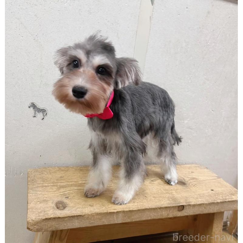 販売中の静岡県のミニチュアシュナウザー-414065の5枚目