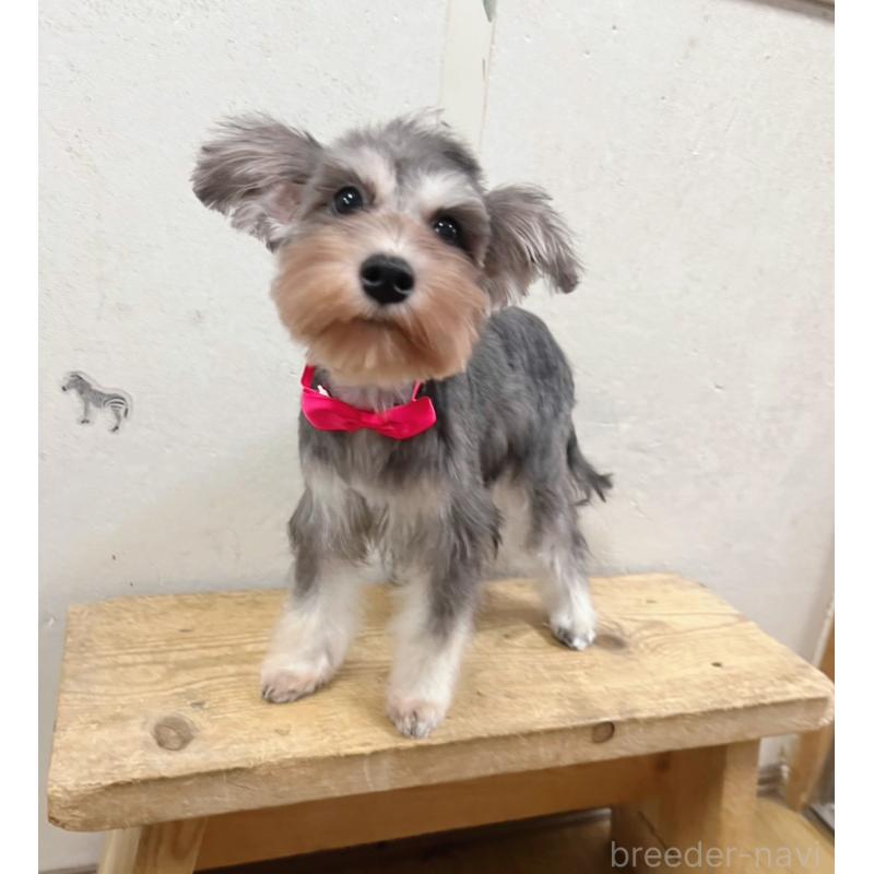 販売中の静岡県のミニチュアシュナウザー-414065の6枚目