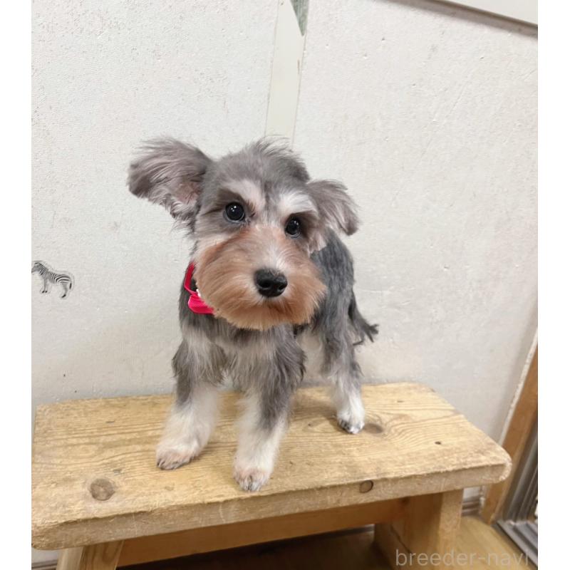 販売中の静岡県のミニチュアシュナウザー-414065の4枚目