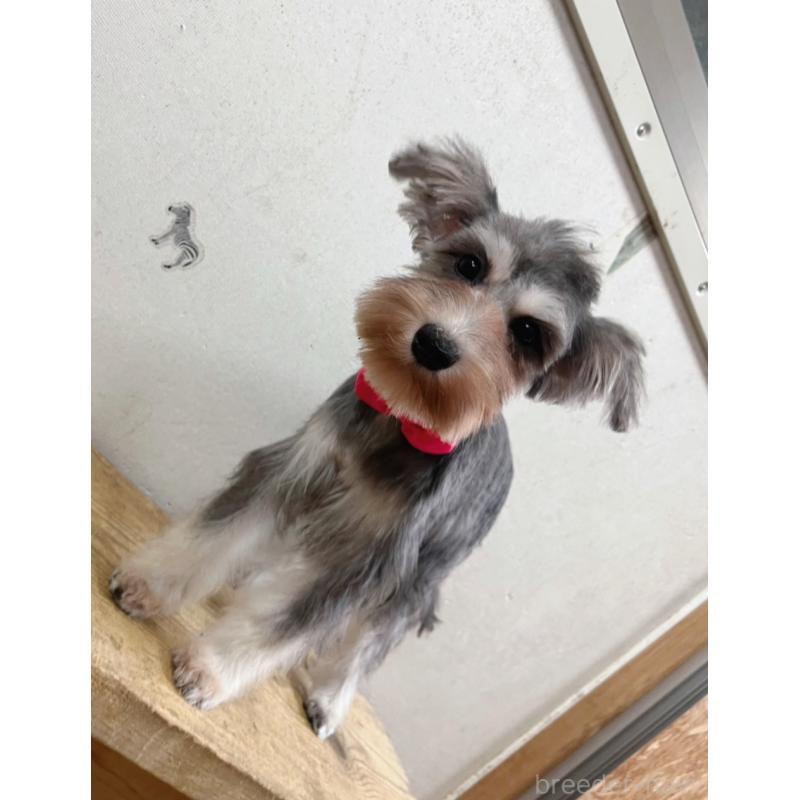 販売中の静岡県のミニチュアシュナウザー-414065の3枚目