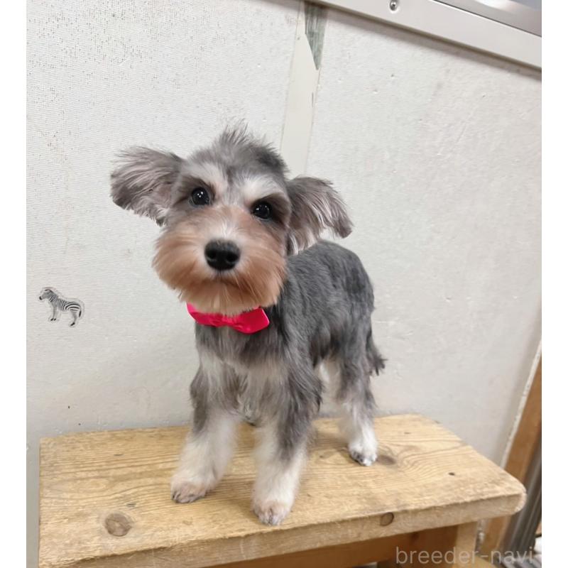 販売中の静岡県のミニチュアシュナウザー-414065の2枚目