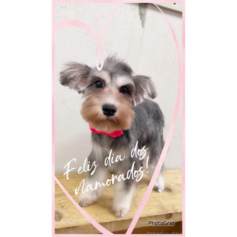 販売中の静岡県のミニチュアシュナウザー-414065