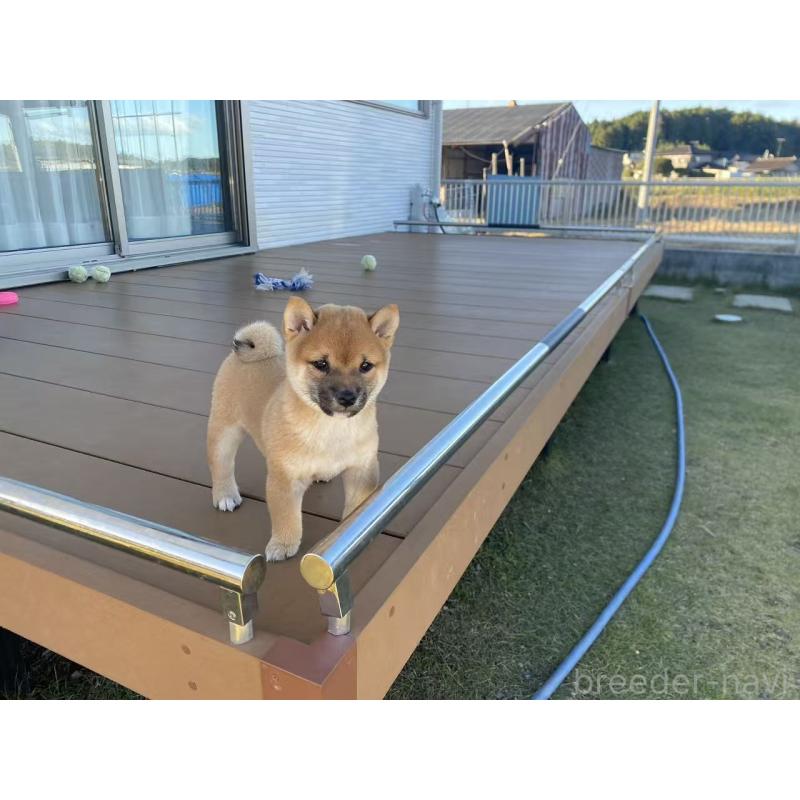 成約済の茨城県の豆柴-420381の8枚目