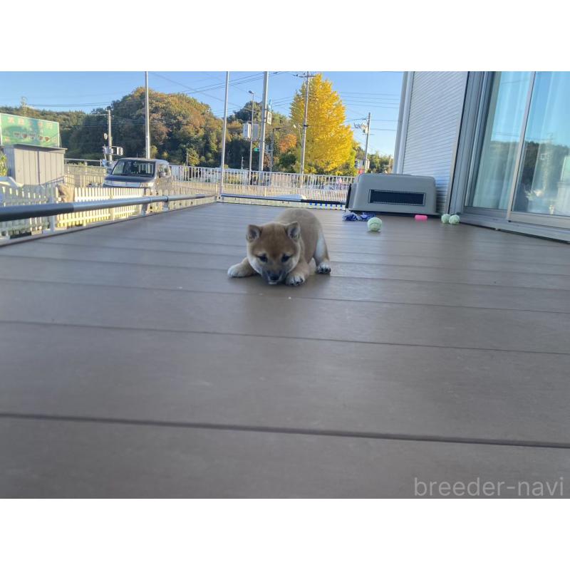 成約済の茨城県の豆柴-420381の7枚目