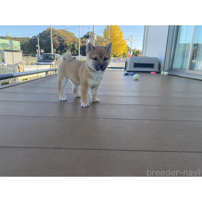 成約済の茨城県の豆柴-420381の6枚目