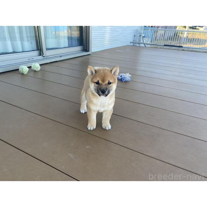 成約済の茨城県の豆柴-420381の5枚目