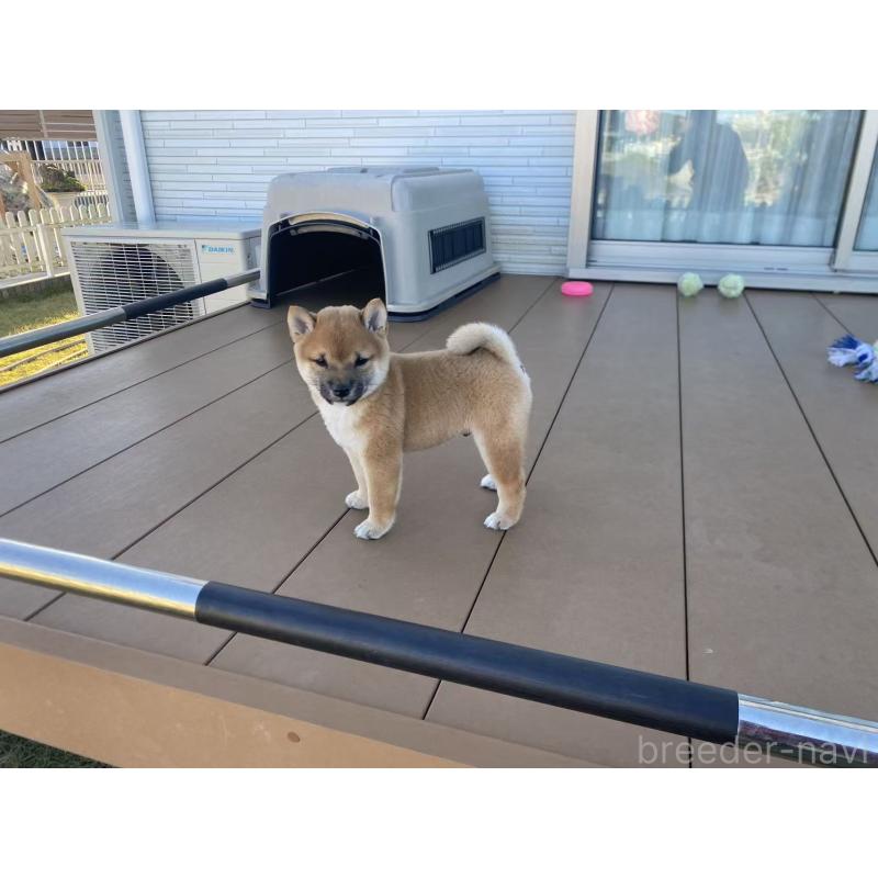 成約済の茨城県の豆柴-420381の4枚目