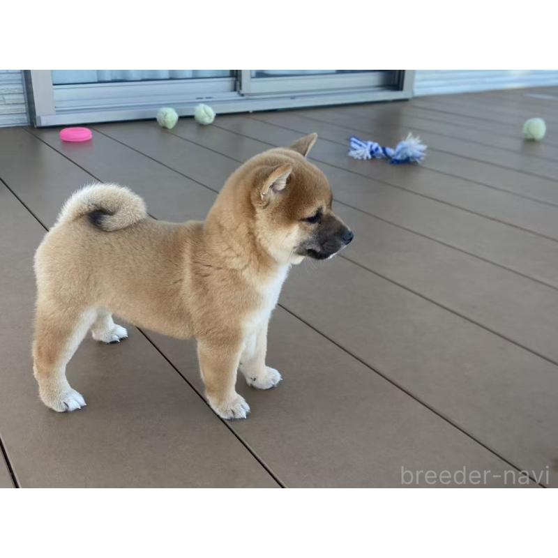 成約済の茨城県の豆柴-420381の3枚目