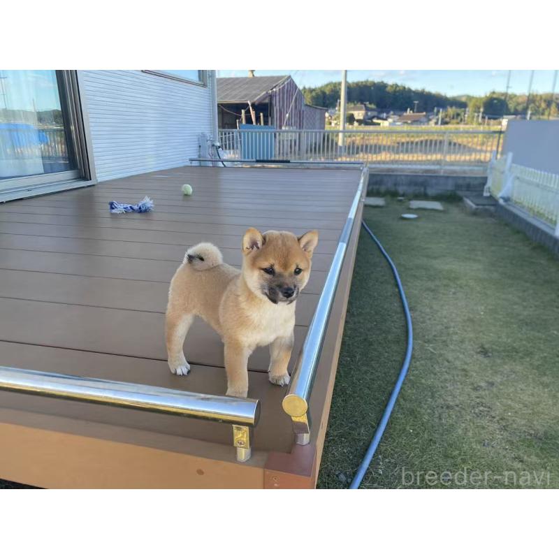 成約済の茨城県の豆柴-420381の2枚目