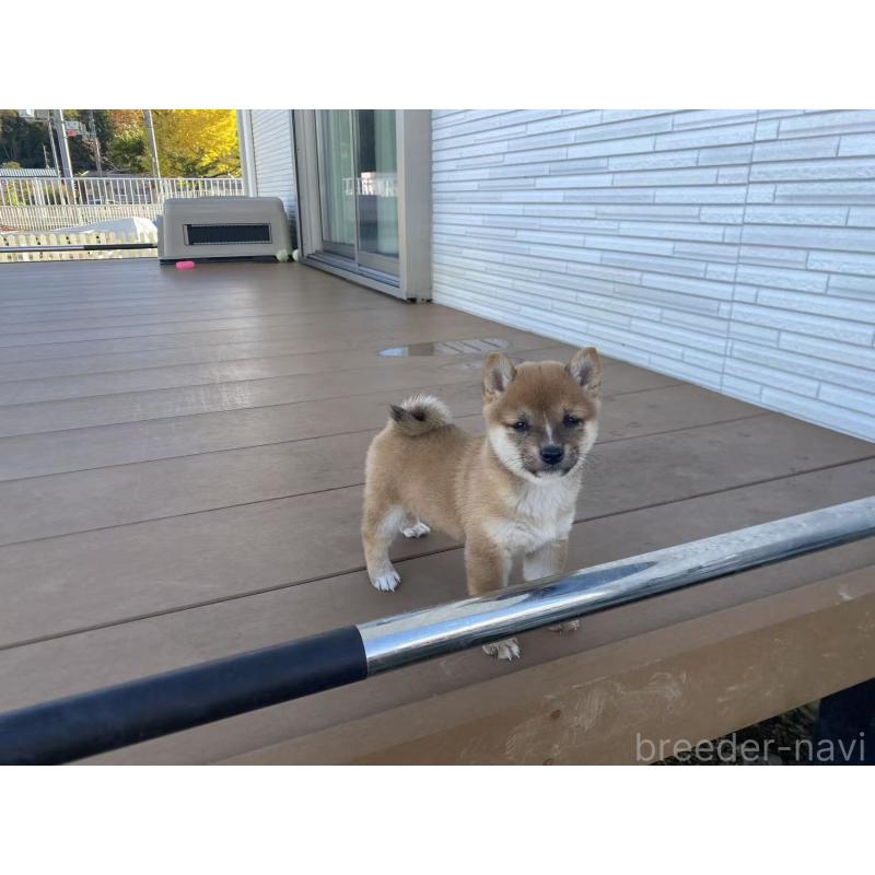 販売中の茨城県の豆柴-420379の9枚目