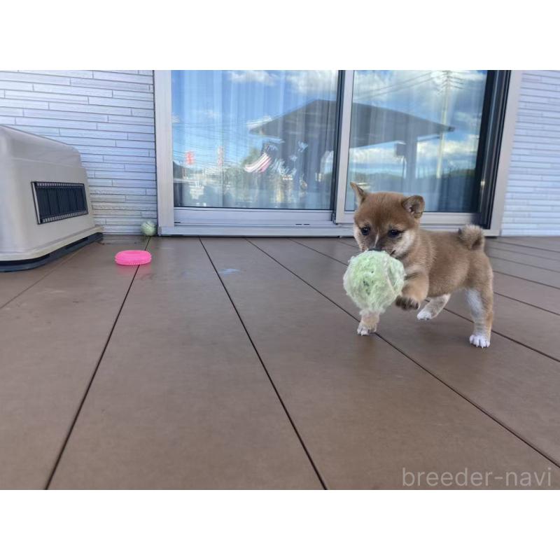 販売中の茨城県の豆柴-420379の8枚目