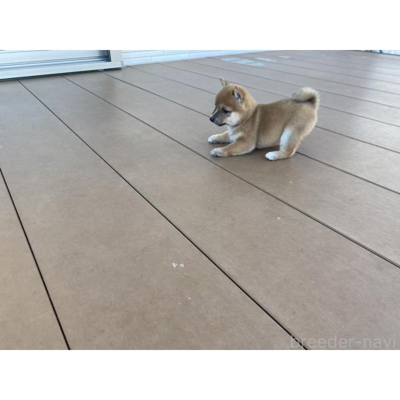 販売中の茨城県の豆柴-420379の7枚目