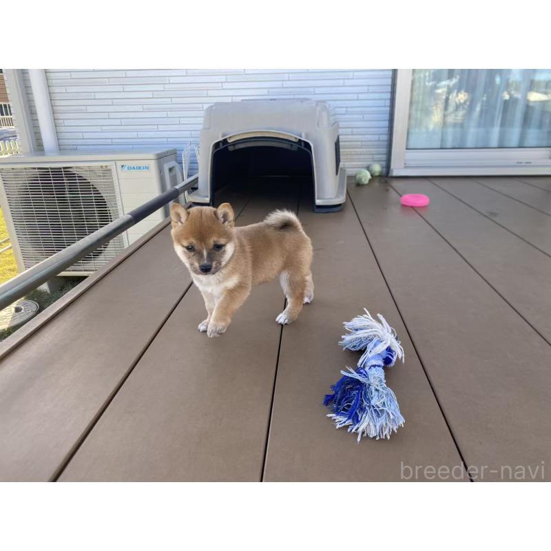 販売中の茨城県の豆柴-420379の6枚目