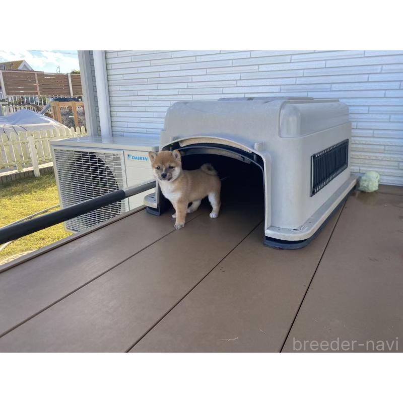 販売中の茨城県の豆柴-420379の5枚目