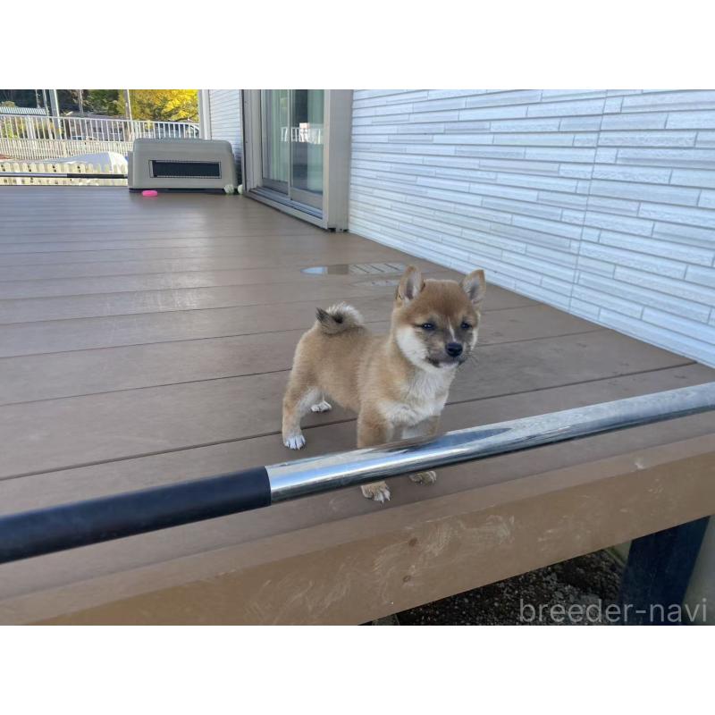 販売中の茨城県の豆柴-420379の4枚目