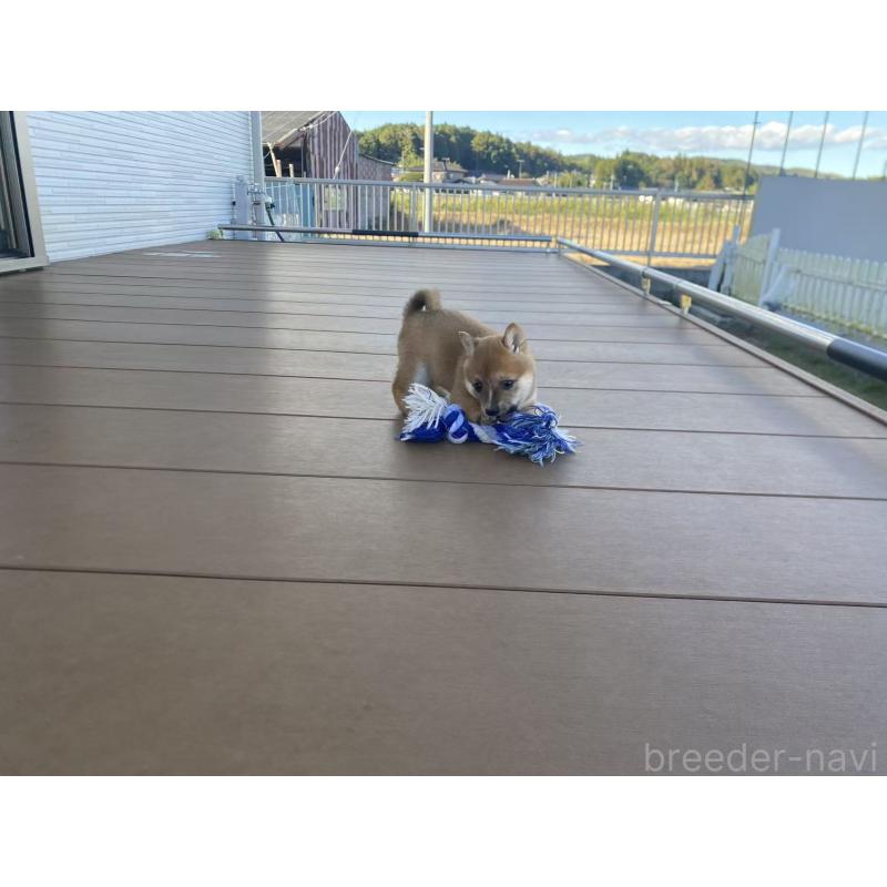 販売中の茨城県の豆柴-420379の3枚目