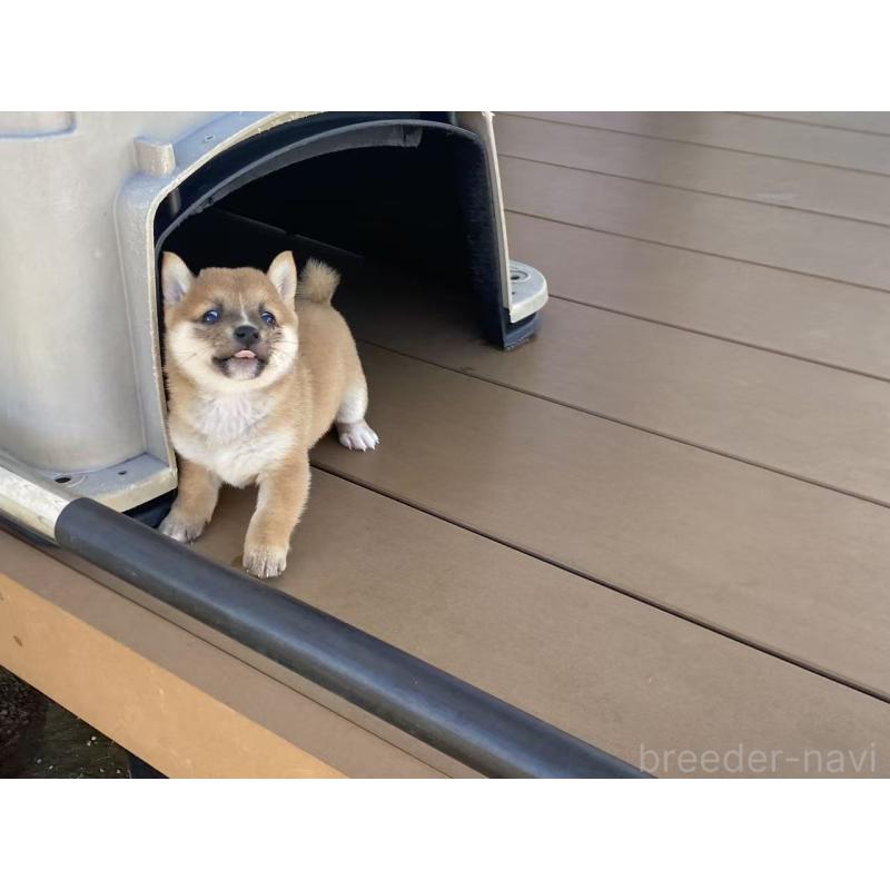 販売中の茨城県の豆柴-420379の2枚目