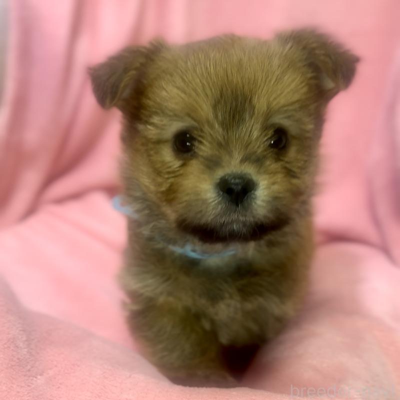 商談中の神奈川県のミックス犬-422167の9枚目