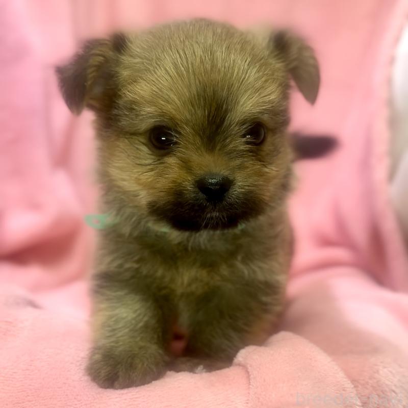 成約済の神奈川県のミックス犬-422169の6枚目