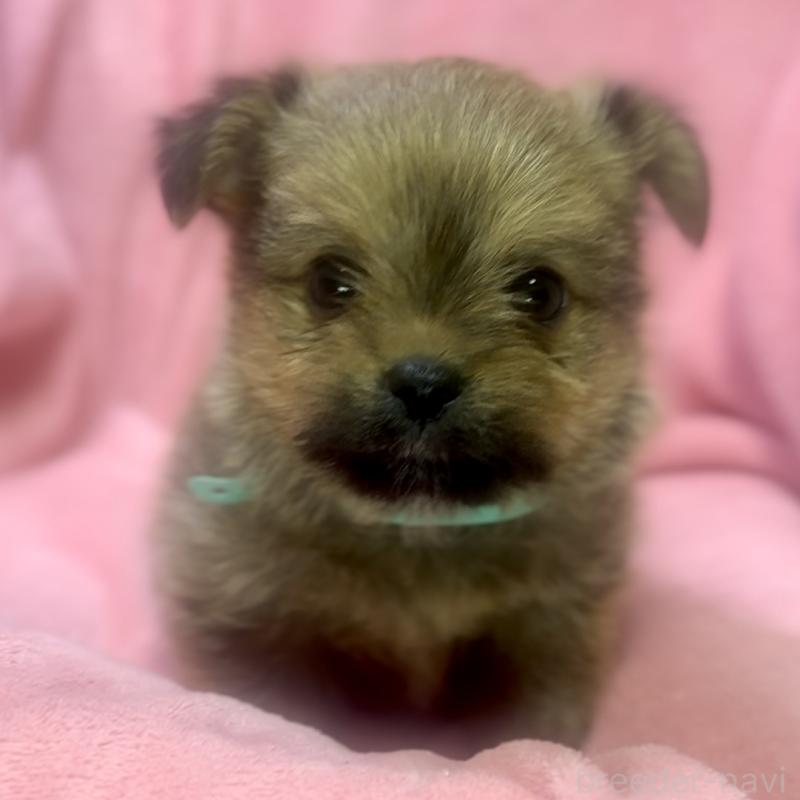 成約済の神奈川県のミックス犬-422169の5枚目