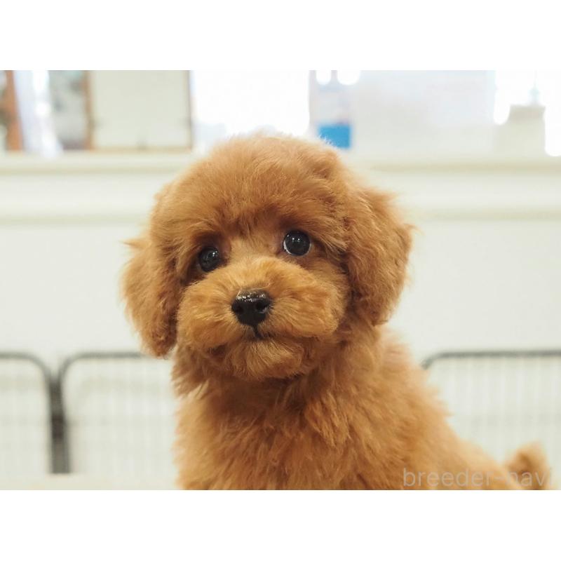 成約済の愛知県のタイニープードル-422951の11枚目