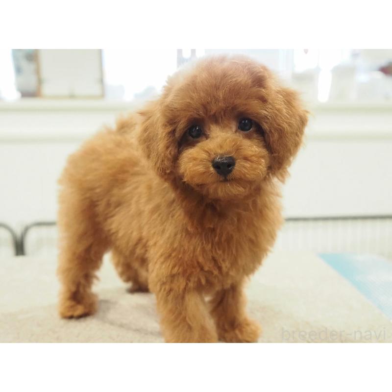 成約済の愛知県のタイニープードル-422951の10枚目