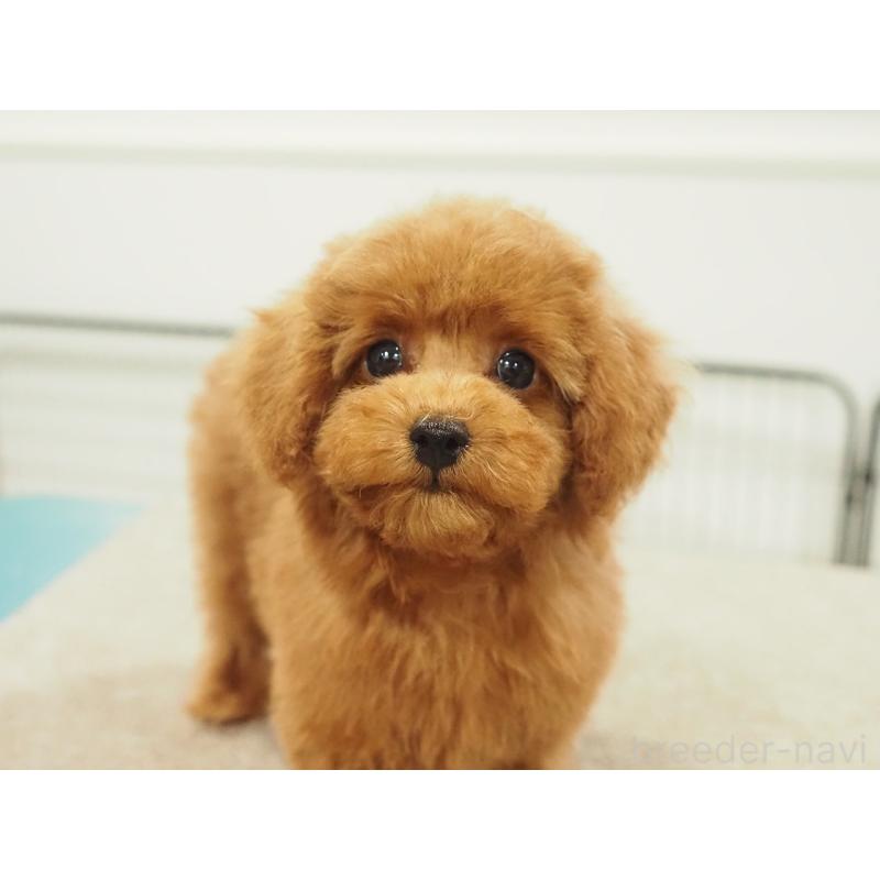 成約済の愛知県のタイニープードル-422951の9枚目