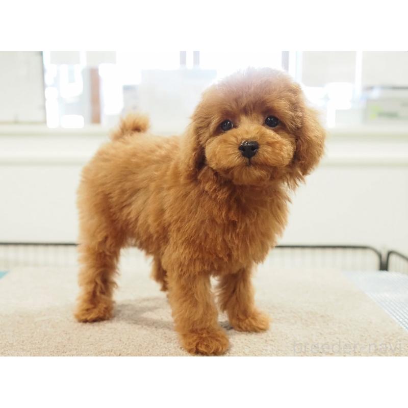 成約済の愛知県のタイニープードル-422951の8枚目