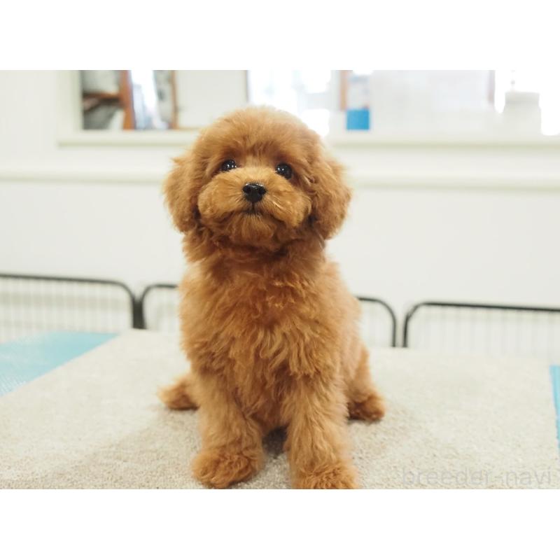 成約済の愛知県のタイニープードル-422951の7枚目