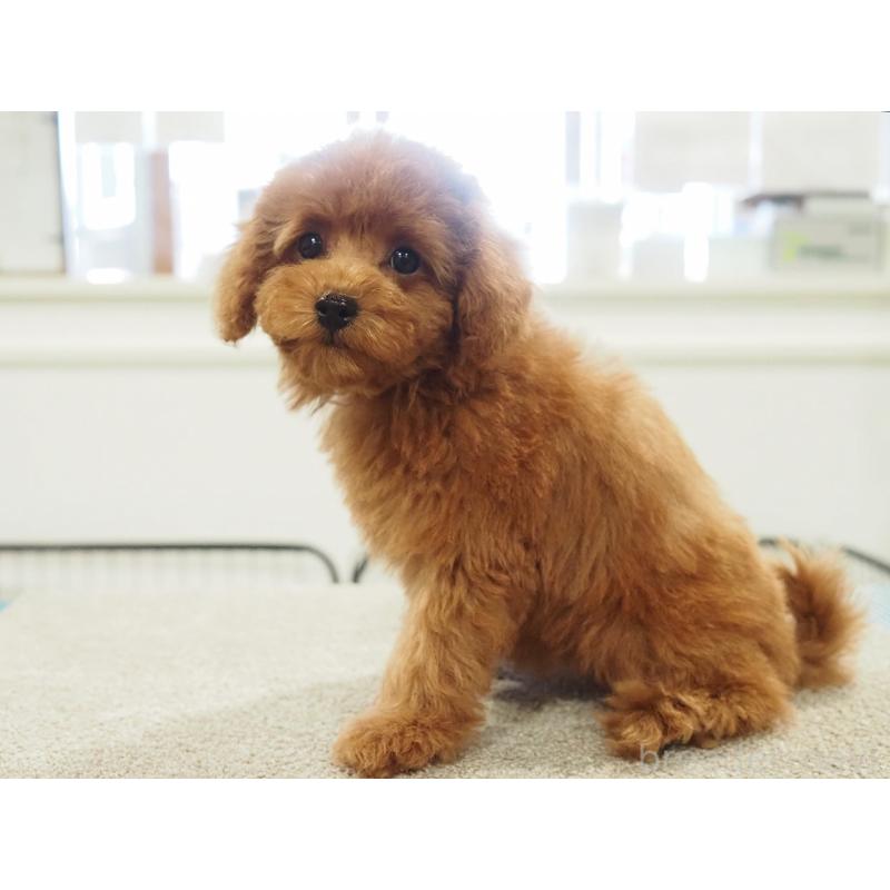 成約済の愛知県のタイニープードル-422951の6枚目