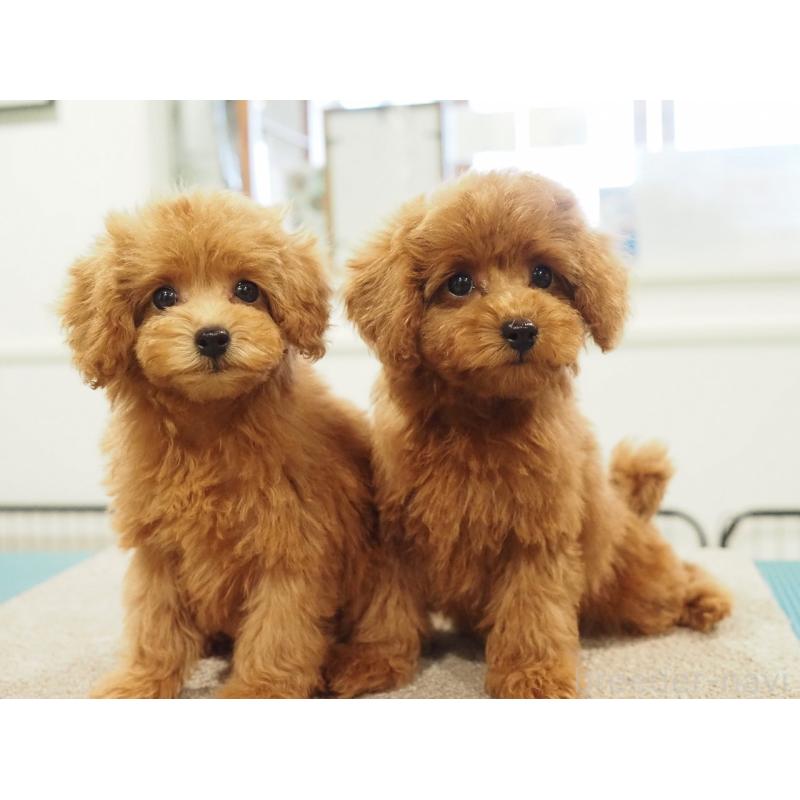 成約済の愛知県のタイニープードル-422951の5枚目