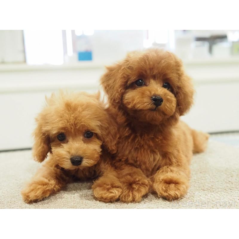 成約済の愛知県のタイニープードル-422951の4枚目