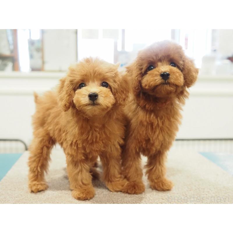 成約済の愛知県のタイニープードル-422951の3枚目