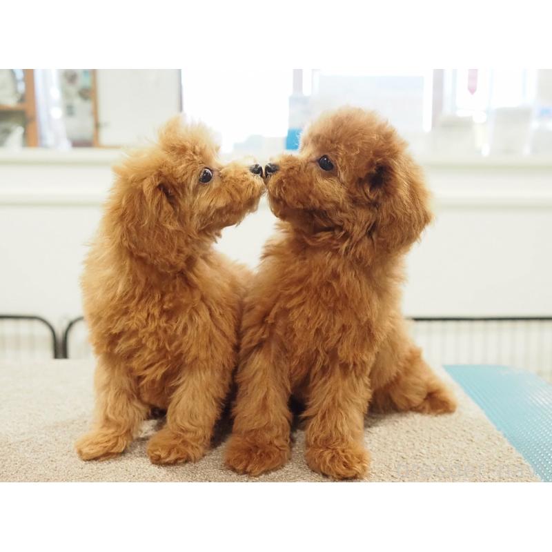 成約済の愛知県のタイニープードル-422951の2枚目