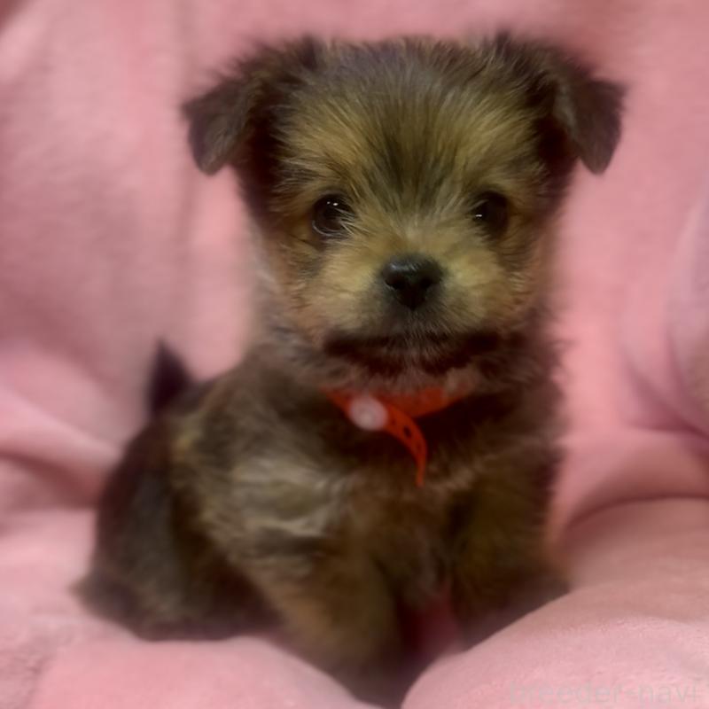 成約済の神奈川県のミックス犬-422170の6枚目