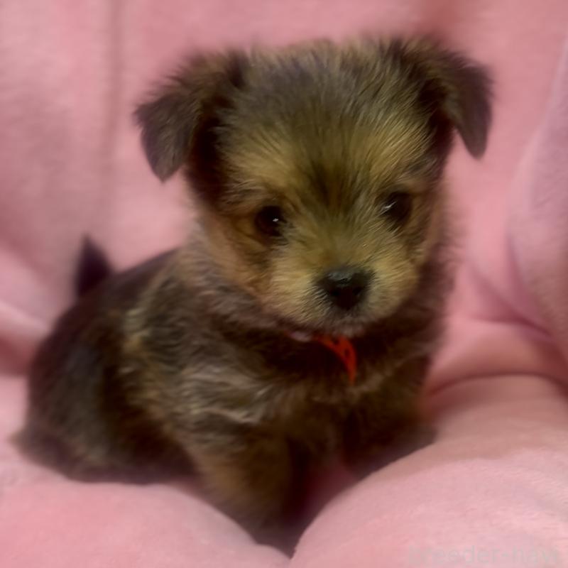 成約済の神奈川県のミックス犬-422170の5枚目