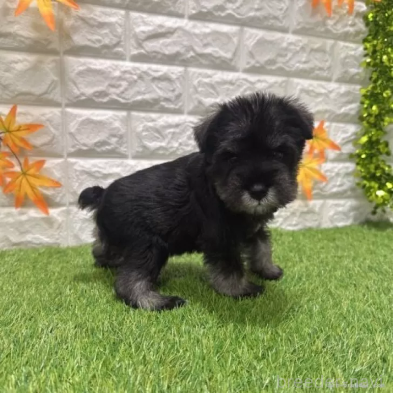 販売中の愛知県のミニチュアシュナウザー-426600の5枚目