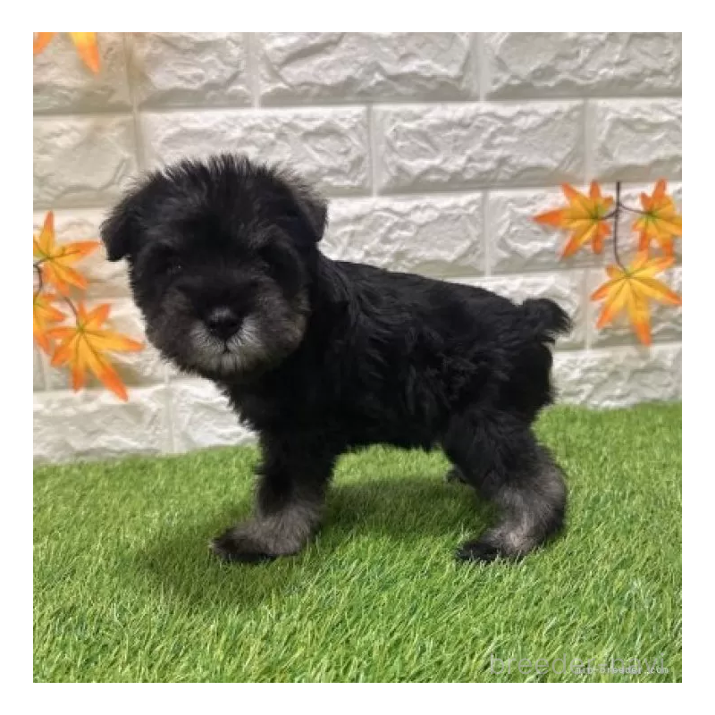 販売中の愛知県のミニチュアシュナウザー-426600の4枚目