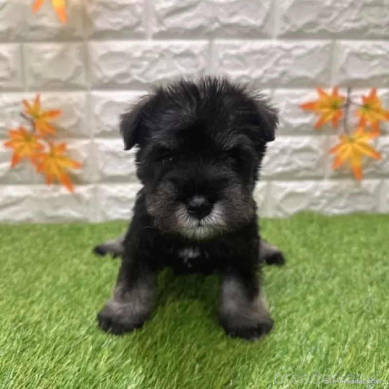 販売中の愛知県のミニチュアシュナウザー-426600の3枚目