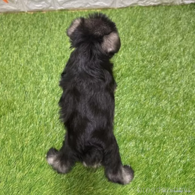 販売中の愛知県のミニチュアシュナウザー-426600の2枚目