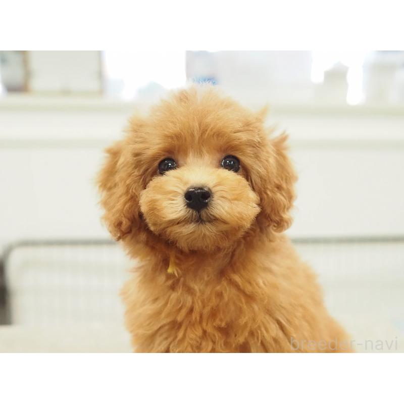 成約済の愛知県のタイニープードル-422952の8枚目