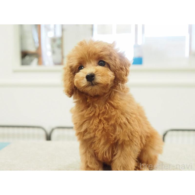 成約済の愛知県のタイニープードル-422952の7枚目