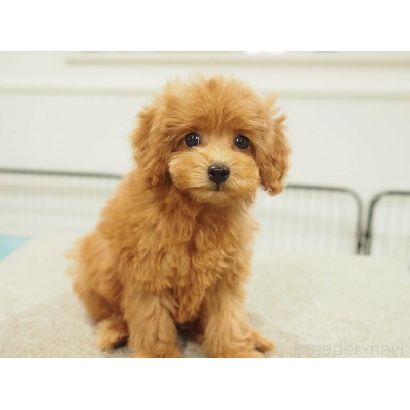 成約済の愛知県のタイニープードル-422952の6枚目