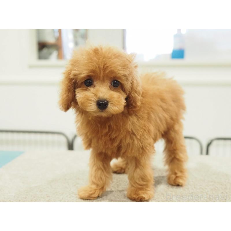 成約済の愛知県のタイニープードル-422952の5枚目