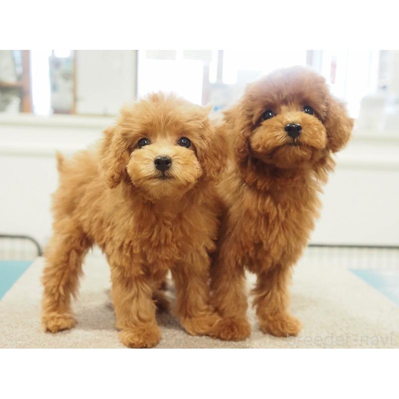 成約済の愛知県のタイニープードル-422952の4枚目