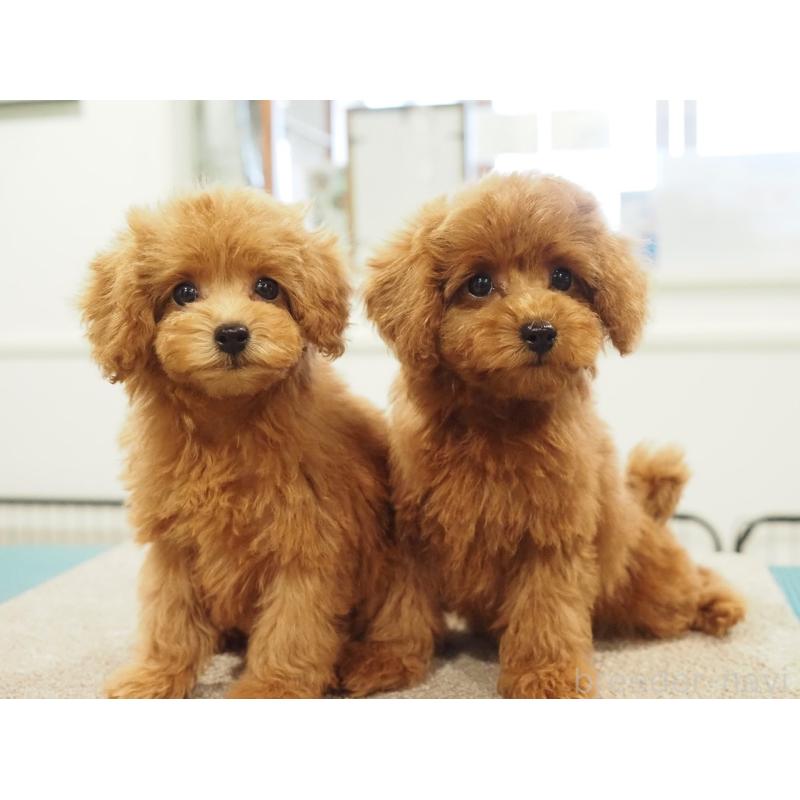 成約済の愛知県のタイニープードル-422952の3枚目